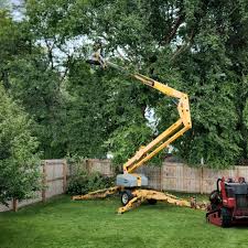 Best Tree Removal Services  in Trucksville, PA